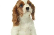 如何训练一只聪明的查理王犬（以宠物为主，从小培养好习惯，共同成长）