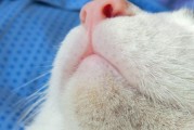 宠物猫常见皮肤病解析（如何识别和预防常见的猫咪皮肤病？）