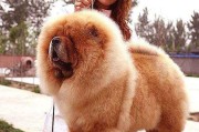 为什么训练松狮犬是最佳选择？（了解训练松狮犬的优点和必要性，以及如何进行训练。）