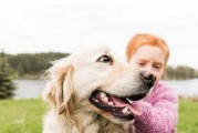 如何训练金毛犬大小便？（金毛犬的大小便训练技巧及注意事项）