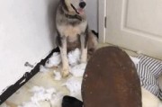 如何正确管教萨摩犬（宠物萨摩管教要领，让你的狗狗更听话）