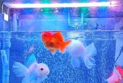 养鱼新手别折腾了！难怪90%的鱼活不过7天
