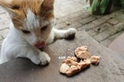 如何训练猫一叫就过来？（让你的宠物猫变得更亲近你）