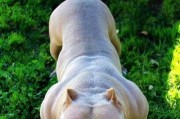 了解美国恶霸犬（探索恶霸犬背后的真实本质及人们的误解）