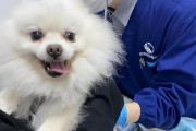 如何饲养怀孕的博美犬（宠物怀孕期间需要注意的饲养细节）