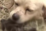 狗临死前为什么不让主人知道？（探寻狗在生命最后阶段选择保护主人的原因）