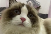 揭秘猫猫流口水的原因（为什么猫猫会频繁流口水，可能的原因及应对方法）