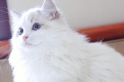 布偶猫中高白的特点与魅力（了解布偶猫中高白的独特之处，领略其迷人魅力）