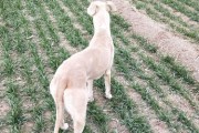 探秘格力犬的尾巴之谜（揭开格力犬尾巴的特点与功能）