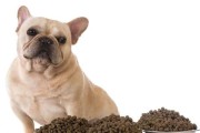 挑食的幼犬怎么办（及时纠正挑食行为，让狗狗健康成长）