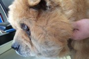 如何清理松狮犬的耳道？（宠物护理必备技能）