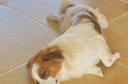 蝴蝶犬怀孕期的饮食指南（宠物养护必读，蝴蝶犬怀孕期的饮食保健）