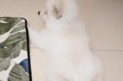以科学训练狗狗（宠物主人必读的科学训练指南）