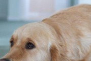 狗狗生病后的行为特点（了解狗狗的身体语言，关爱它们的健康）