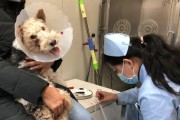 宠物狗感冒处理全攻略（以刚毛猎狐梗为例，快速有效解决宠物感冒问题）