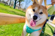 狗狗喜欢什么动物做伴？（揭秘狗狗最喜欢的伴侣动物）