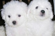 卷毛比熊犬的饲养方法（打造健康快乐的小家伙）