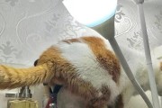 猫咪能闻到人的月经味儿！（猫咪为什么会对月经味感兴趣？）