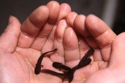 娃娃鱼的饲养秘籍（打造快乐宠物生活，关注健康成长）