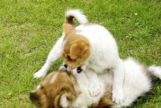 如何有效制止斗牛犬的咬人行为（以宠物为主，让斗牛犬成为可信赖的伴侣）