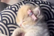 猫咪经常睡觉是为什么？（探究宠物猫咪的睡眠习惯，了解其健康状况）