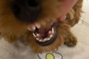狗狗牙齿出血该怎么办？（打狗狗牙齿出血的原因及处理方法）