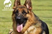 弓背犬的饮食需求与喂养指南（以弓背犬为主的饮食搭配及营养要点）