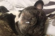 狗狗为何容易皮肤干燥？（探究狗狗皮肤干燥的原因及预防措施）