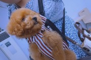 剃胎毛（为幼犬健康发展剃胎毛）
