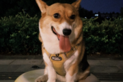 狗狗拉稀怎么办？狗狗突然拉稀的急救法