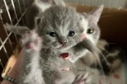 小猫尾巴不直的原因及治疗方法（宠物小猫的健康问题与治疗方案）