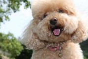 贵宾犬饲养指南（养一只健康快乐的贵宾犬）