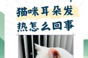 猫咪的兴奋源于何处？（探索猫咪特别兴奋的原因与表现）