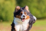 狗狗关节炎原因分析（从宠物日常护理到天生缺陷，这些因素致狗狗关节炎）