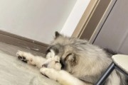 阿拉斯加不动症（探索阿拉斯加不动症的病因、症状及治疗方法）