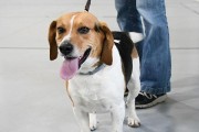 教你的比格犬如何拜拜——比格犬拜拜训练方法（宠物教育，让你的比格犬更加聪明）