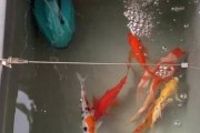 锦鲤长寿的奥秘（探究锦鲤为何能活得如此久）