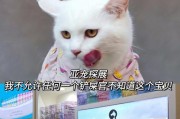 购买宠物前是否需要体检？（铲屎官们必须了解这个重要环节！）