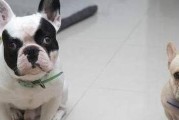 带斗牛犬出门，安全无忧（宠物出行攻略，让你的宠物健康出行）