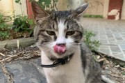 探秘会吐舌的猫猫们（那些招人喜爱的舌头动作）
