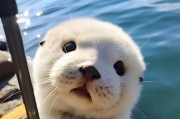 宠物狗能否吃海鲜？（探究狗狗饮食习惯和海鲜营养价值）