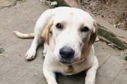 拉布拉多经常咳嗽，你知道怎么办吗？（宠物犬咳嗽症状、原因、治疗全指南）