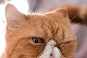 加菲猫“泪痕”严重怎么办？这几个方法，主人不得不知