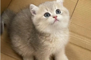 你可能在慢慢的毁掉猫咪的健康？这几件事，希望你一件也没做