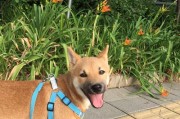 狗狗为什么吃完就遛？（探究狗狗饭后遛的原因及好处）