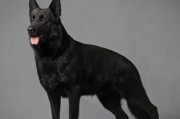 工作犬血统证书（从血统到终身伴侣，探索工作犬证书的意义）