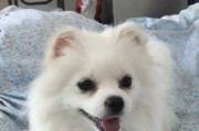 如何完美护理你的博美犬毛发（教你一步步打理博美犬的美丽毛发，让它们成为最靓的萌宠）