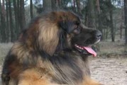 以兰伯格犬的饲养方法（打造健康、快乐的伴侣生活）