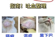猫的皮肤问题解决方案——药物治疗（帮助猫咪恢复健康的药物及其使用方法）