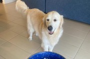 狗狗幼犬时期能否吃水果？（探究幼犬食用水果的安全性和禁忌事项）